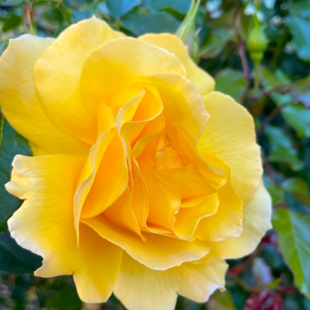 Meet your Posher, Addy